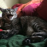 Entry image for Chelsea