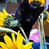 Entry image for Sammy