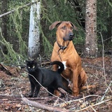 Entry image for Roadie & Abbey