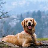 Entry image for Riley