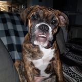 Entry image for Lilly