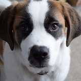 Entry image for Penny