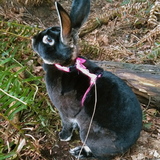 Entry image for Tilly