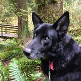 Entry image for Gunner