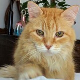 Entry image for rudy