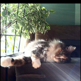 Entry image for Weasley