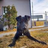 Entry image for Captain Jack 