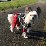 Entry image for Bandit