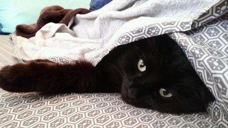 Entry image for Maximus . Clicking this image will show a larger photo