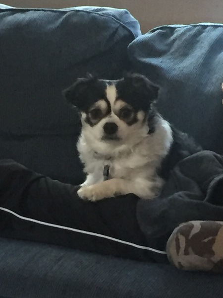 Entry image for Ewok . Clicking this image will show a larger photo