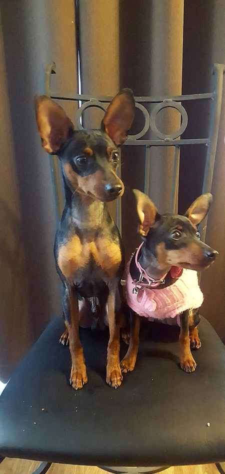 Entry image for Spike & Zoey. Clicking this image will show a larger photo