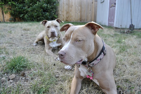 Entry image for Isabo & Murphy. Clicking this image will show a larger photo