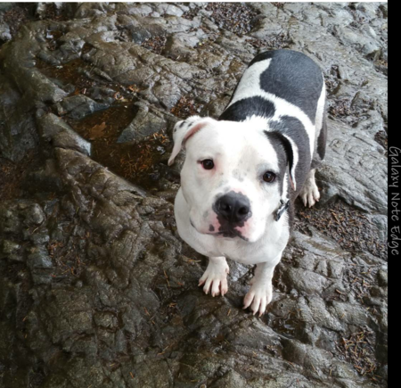 Entry image for Layla. Clicking this image will show a larger photo