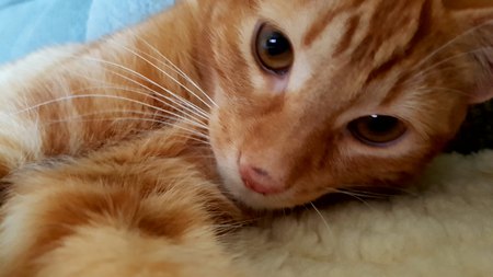 Entry image for Kona. Clicking this image will show a larger photo