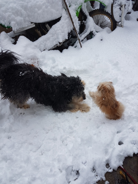 Entry image for Ryder and Tiny. Clicking this image will show a larger photo