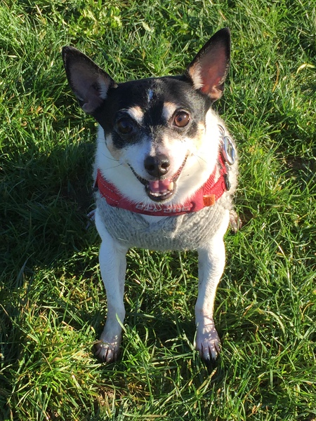 Entry image for Ranger. Clicking this image will show a larger photo