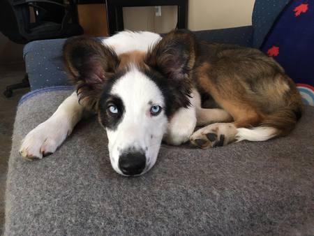 Entry image for Leo . Clicking this image will show a larger photo