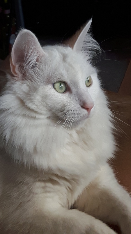 Entry image for Lily. Clicking this image will show a larger photo