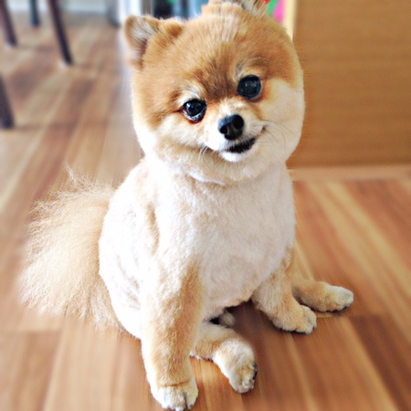 Entry image for MARSHMALLOW. Clicking this image will show a larger photo