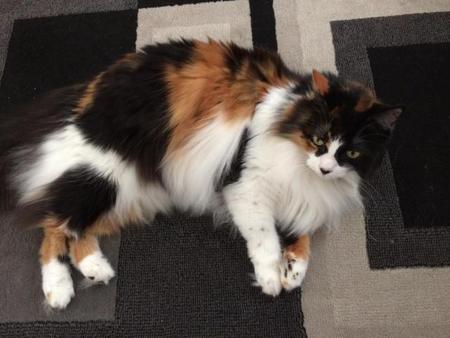 Entry image for CaliCat. Clicking this image will show a larger photo