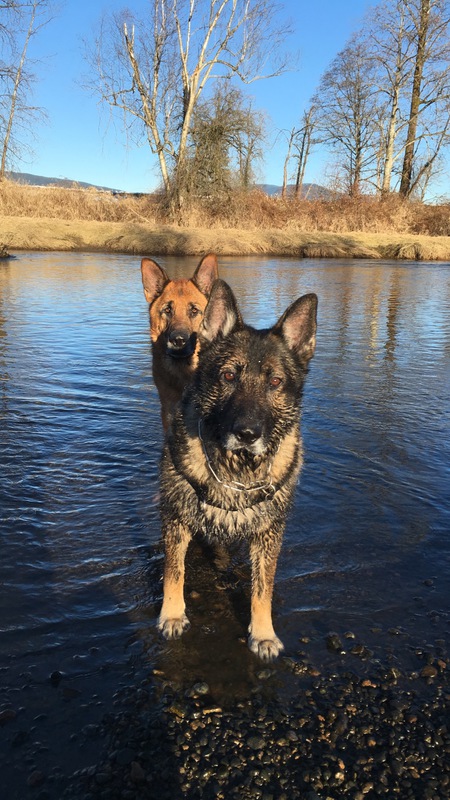 Entry image for Zeus and Thor. Clicking this image will show a larger photo