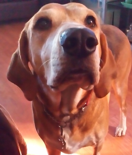 Entry image for Daisy. Clicking this image will show a larger photo