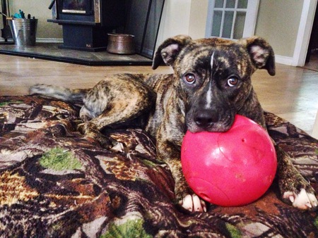 Entry image for Nola. Clicking this image will show a larger photo