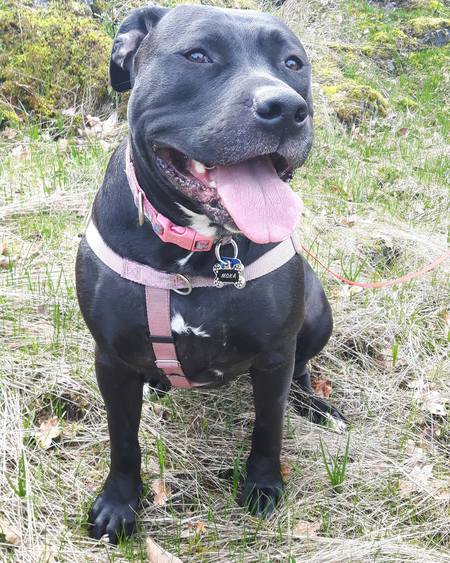 Entry image for Moka. Clicking this image will show a larger photo