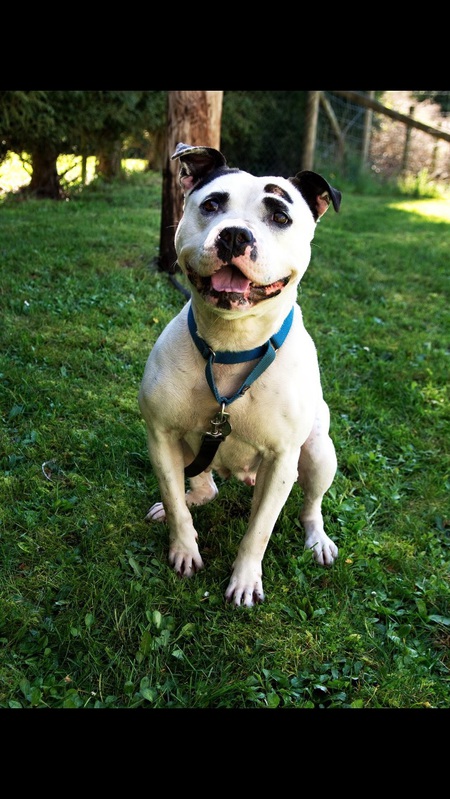 Entry image for Levy. Clicking this image will show a larger photo