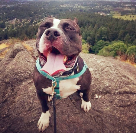 Entry image for Rambo. Clicking this image will show a larger photo