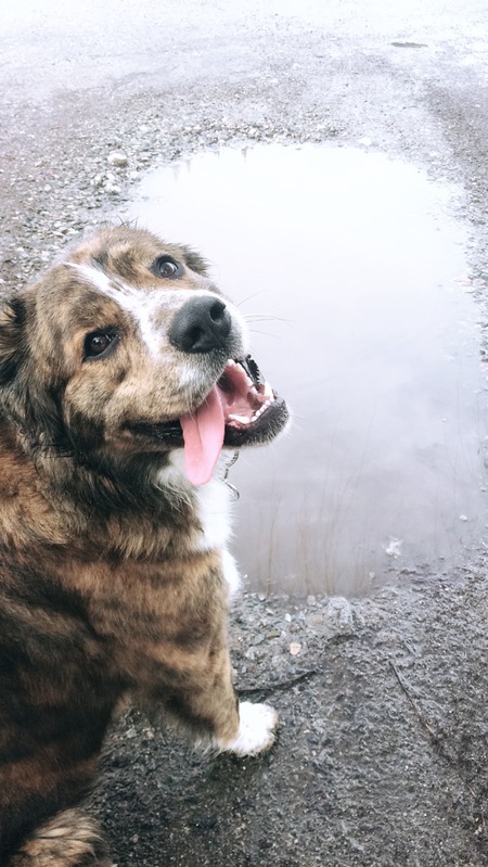 Entry image for Mr Chubs. Clicking this image will show a larger photo