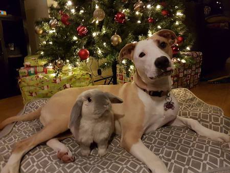 Entry image for Jager & Rizzo. Clicking this image will show a larger photo