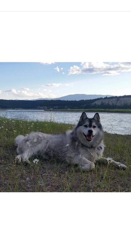 Entry image for Koda. Clicking this image will show a larger photo