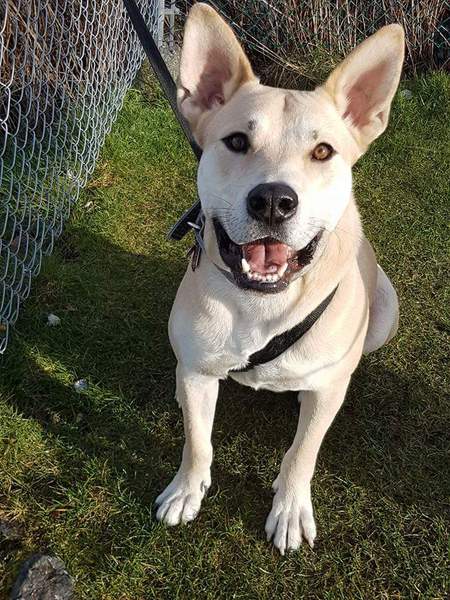 Entry image for Taz. Clicking this image will show a larger photo