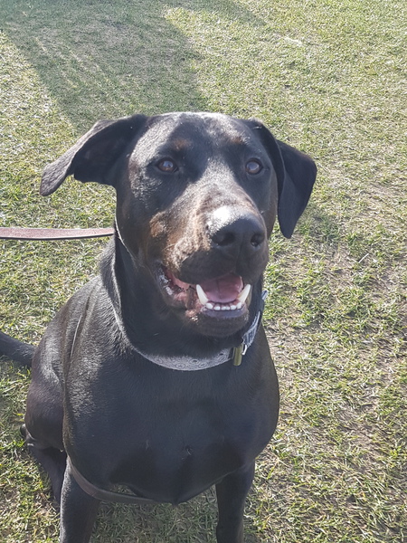 Entry image for Hunter . Clicking this image will show a larger photo