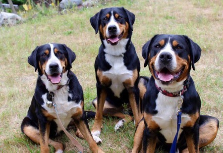 Entry image for Madison, Maggie, and Hudson . Clicking this image will show a larger photo