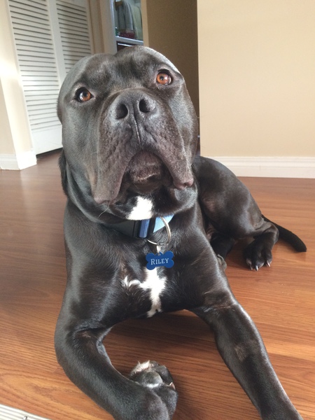 Entry image for Riley. Clicking this image will show a larger photo