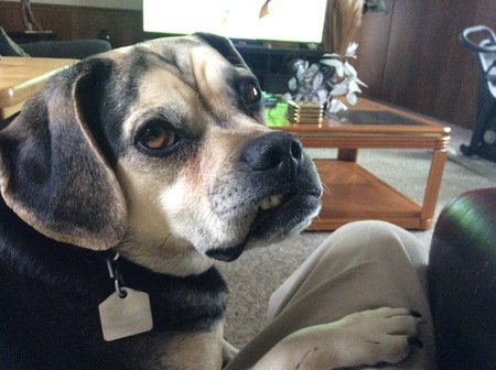 Entry image for Ginnis (Gus). Clicking this image will show a larger photo