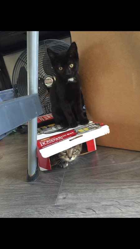 Entry image for Spooky & Mojo. Clicking this image will show a larger photo