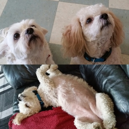 Entry image for Rosie & Star. Clicking this image will show a larger photo