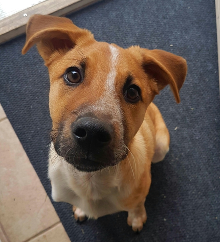 Entry image for Murphy. Clicking this image will show a larger photo