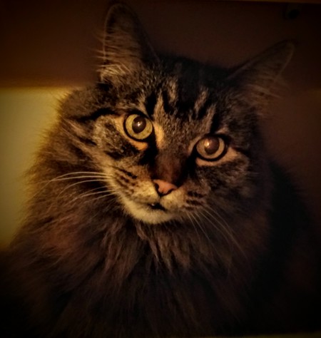 Entry image for Dusty. Clicking this image will show a larger photo