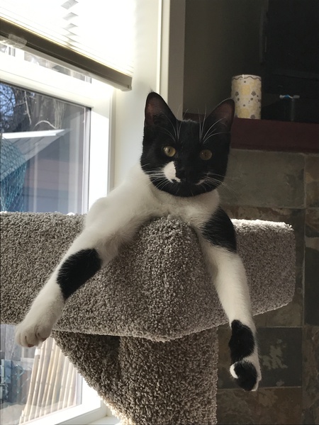 Entry image for Joey. Clicking this image will show a larger photo