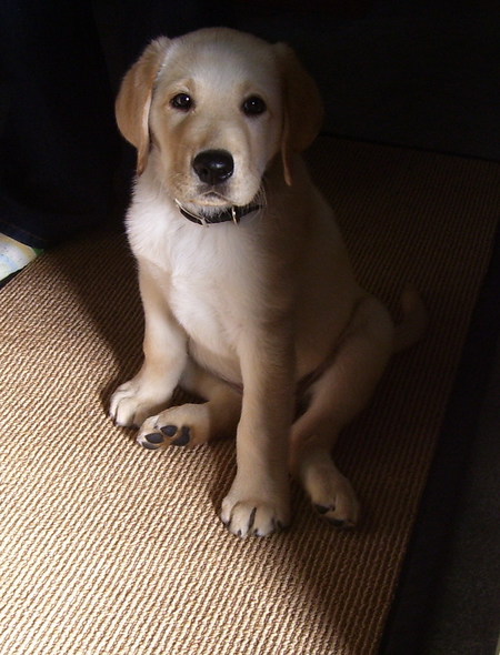 Entry image for Justice. Clicking this image will show a larger photo