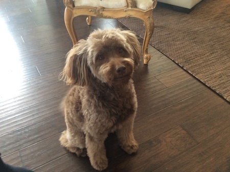 Entry image for Mr Blisster (Bliss). Clicking this image will show a larger photo