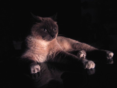 Entry image for Sophie. Clicking this image will show a larger photo