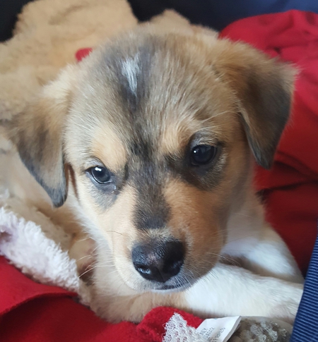 Entry image for LUCKY. Clicking this image will show a larger photo