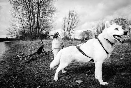 Entry image for Bond. Clicking this image will show a larger photo