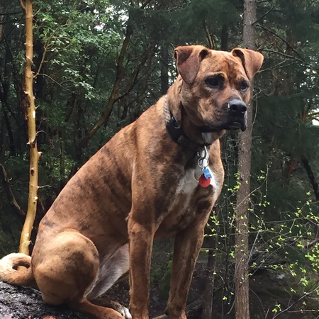 Entry image for Sasha . Clicking this image will show a larger photo