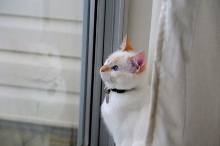 Entry image for Cadence. Clicking this image will show a larger photo